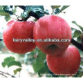 Fuji apple tree seeds/Red delicious apple tree seeds for planting